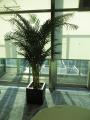 植栽／商業施設