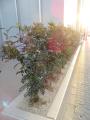外構植栽