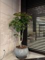 植栽／オフィス
