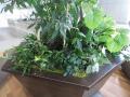 植栽／オフィス