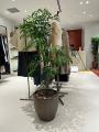 植栽／商業施設