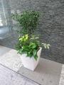 植栽／オフィス