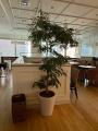 植栽／商業施設