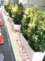 外構　植栽