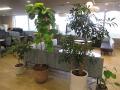 植栽／オフィス