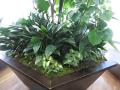 植栽／オフィス