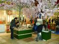2010さくらDisplay桜固定