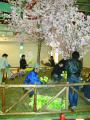 2010さくらDisplayフェイク花設置