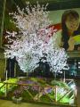 2010さくらDisplay完成！