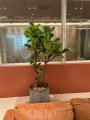 植栽／商業施設