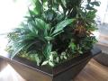 植栽／オフィス