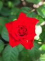 花の香り
