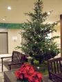 クリスマス装飾／館内ツリー