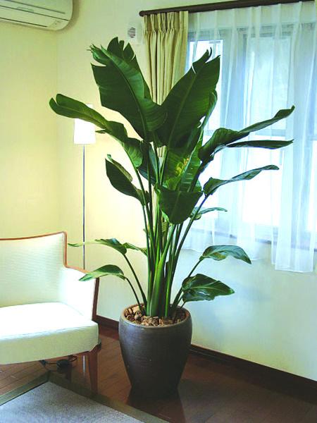 バナナの木を、観葉植物として、お部屋に置いている方もいます。｜