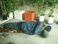 気持ち良さそうに眠ってますが．．．