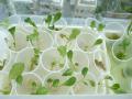 「エコ野菜」管理講習会