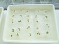 「エコ野菜」管理講習会 発芽