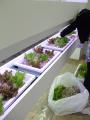 「エコ野菜」管理講習会